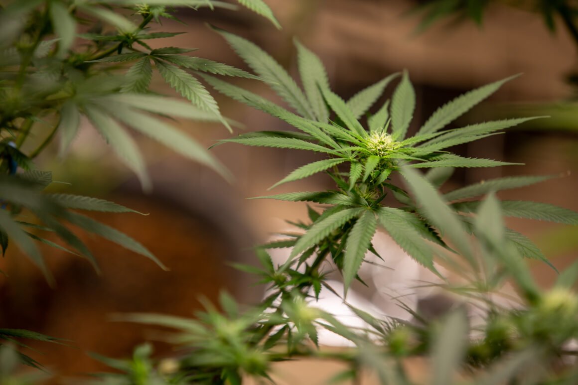 cannabis