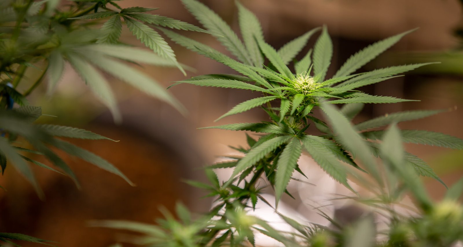 cannabis