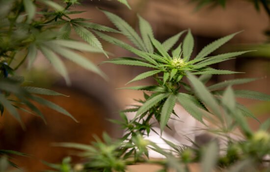 le cannabis