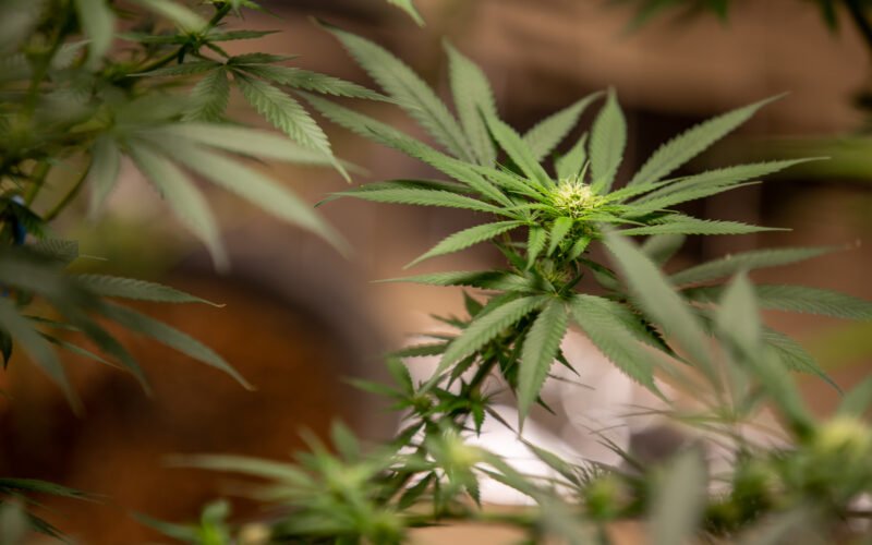 cannabis