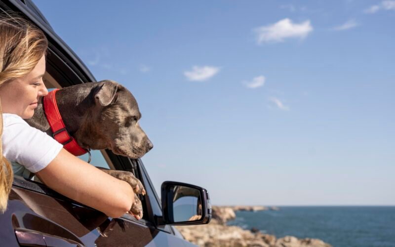 bring your pet to malta